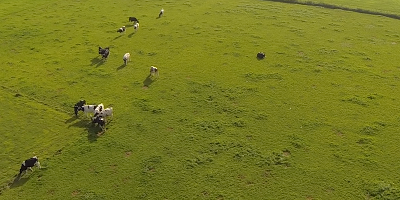 Verschoor Aerial Cow Dataset